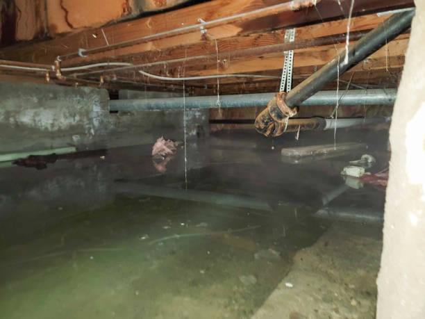 Best Flood restoration services  in Kilgore, TX